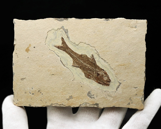 絵画のような味わい！フランス・プロヴァンス地方で採集された美しき古代魚、ダパリス・マクルルス（Dapalis Macrurus）の化石（その3）