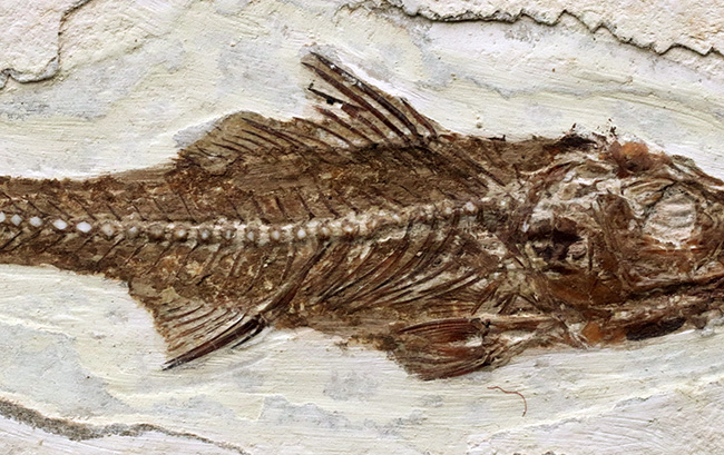 絵画のような味わい！フランス・プロヴァンス地方で採集された美しき古代魚、ダパリス・マクルルス（Dapalis Macrurus）の化石（その4）