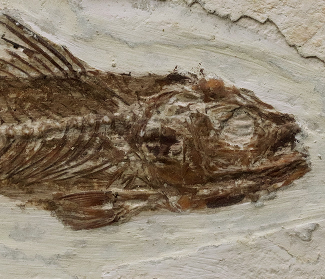 絵画のような味わい！フランス・プロヴァンス地方で採集された美しき古代魚、ダパリス・マクルルス（Dapalis Macrurus）の化石（その5）