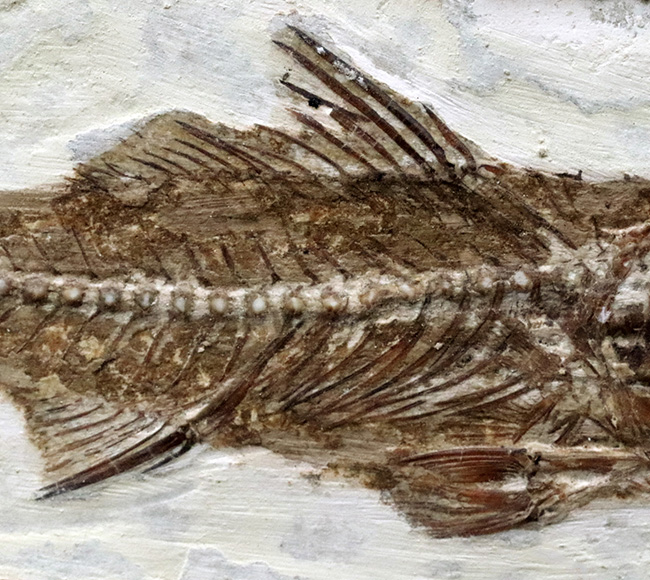 絵画のような味わい！フランス・プロヴァンス地方で採集された美しき古代魚、ダパリス・マクルルス（Dapalis Macrurus）の化石（その6）