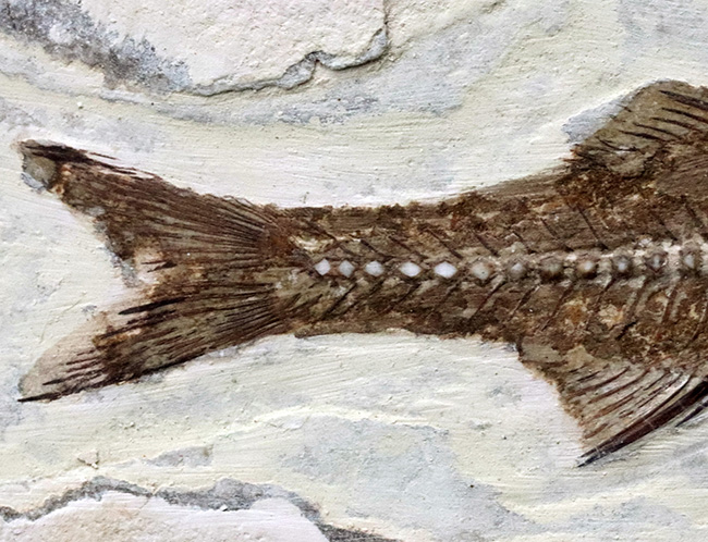 絵画のような味わい！フランス・プロヴァンス地方で採集された美しき古代魚、ダパリス・マクルルス（Dapalis Macrurus）の化石（その7）