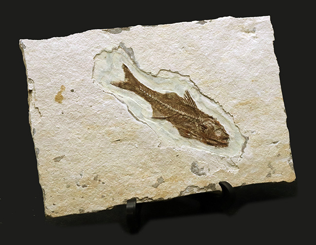 絵画のような味わい！フランス・プロヴァンス地方で採集された美しき古代魚、ダパリス・マクルルス（Dapalis Macrurus）の化石（その8）