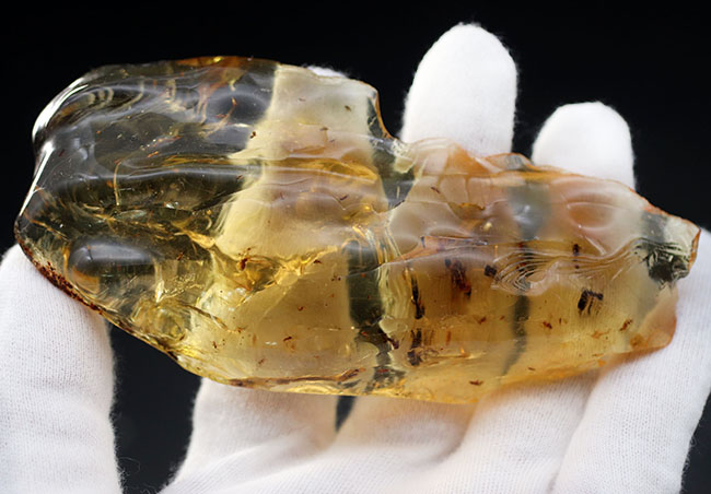特大のマダガスカル産のコーパル（Copal）。ナチュラルなフォルムに透明度抜群の基質。そこに浮かぶ虫のシルエットなど、見どころ満載の化石（その8）