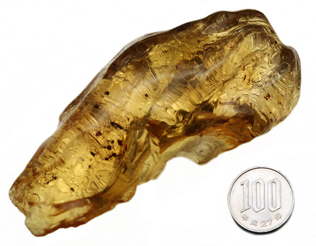 特大のマダガスカル産のコーパル（Copal）。ナチュラルなフォルムに透明度抜群の基質。そこに浮かぶ虫のシルエットなど、見どころ満載の化石（その9）