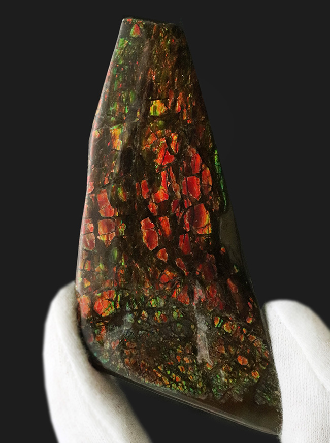 9センチを超えるビッグピース!カナダ・ロッキー山脈東斜面で採集された宝石、アンモライト(Ammolite)のピース(その1)