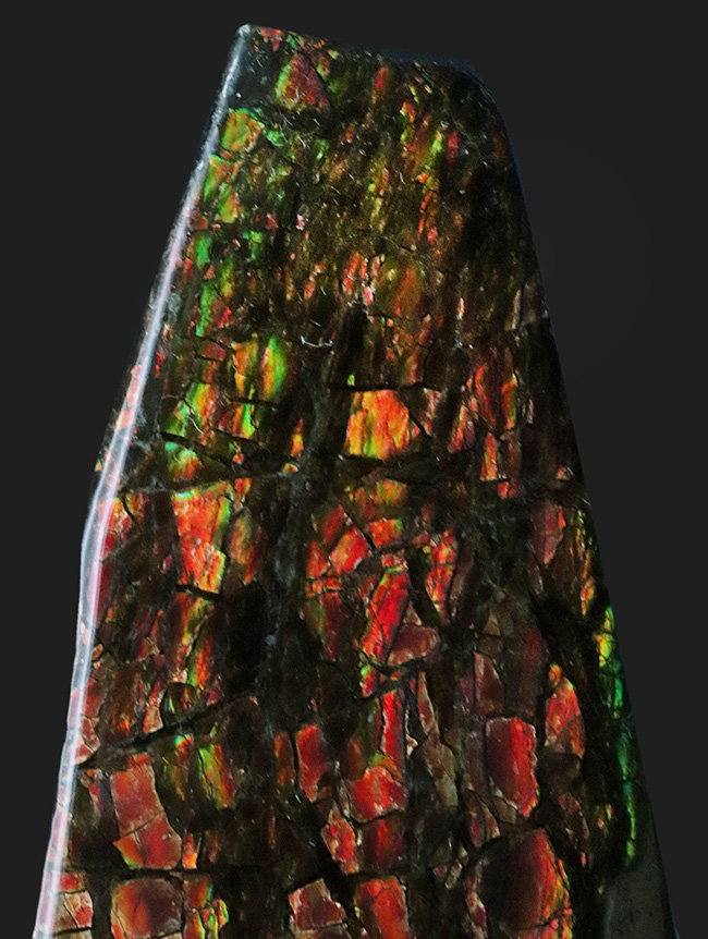 9センチを超えるビッグピース!カナダ・ロッキー山脈東斜面で採集された宝石、アンモライト(Ammolite)のピース(その2)