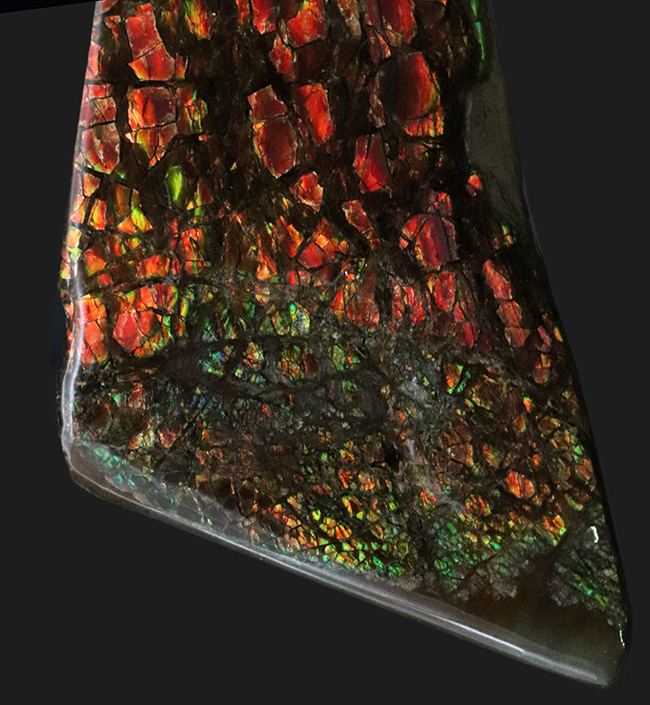 9センチを超えるビッグピース!カナダ・ロッキー山脈東斜面で採集された宝石、アンモライト(Ammolite)のピース(その3)