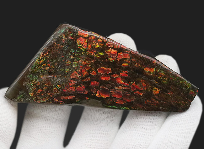 9センチを超えるビッグピース!カナダ・ロッキー山脈東斜面で採集された宝石、アンモライト(Ammolite)のピース(その4)