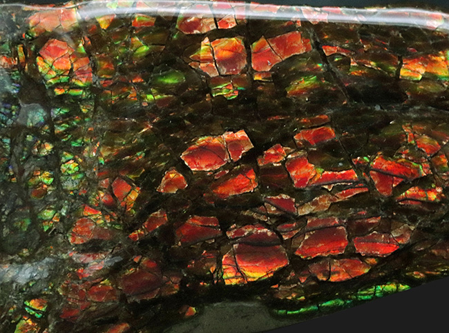9センチを超えるビッグピース!カナダ・ロッキー山脈東斜面で採集された宝石、アンモライト(Ammolite)のピース(その5)