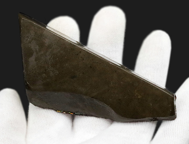 9センチを超えるビッグピース!カナダ・ロッキー山脈東斜面で採集された宝石、アンモライト(Ammolite)のピース(その6)