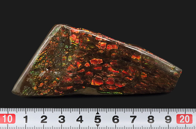 9センチを超えるビッグピース!カナダ・ロッキー山脈東斜面で採集された宝石、アンモライト(Ammolite)のピース(その8)
