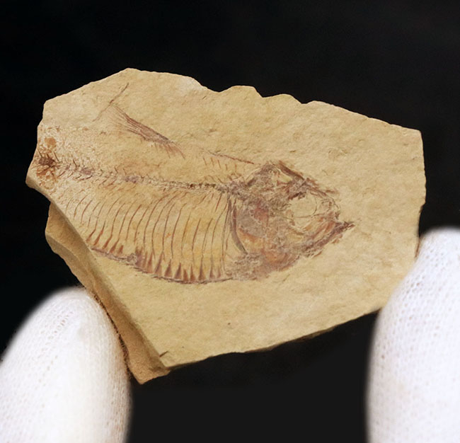 米国ワイオミング州グリーン・リバー層で採集されたニシン科の絶滅古代魚、ゴシウテクティス(Gosiutichthys parvus)の化石(その1)