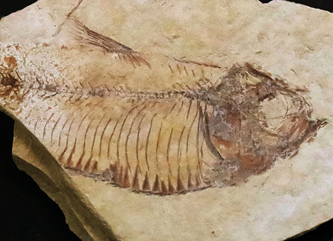 米国ワイオミング州グリーン・リバー層で採集されたニシン科の絶滅古代魚、ゴシウテクティス(Gosiutichthys parvus)の化石(その2)