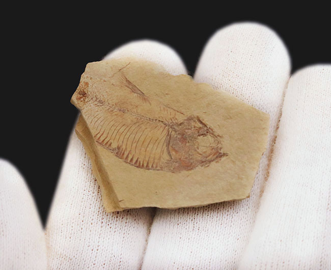 米国ワイオミング州グリーン・リバー層で採集されたニシン科の絶滅古代魚、ゴシウテクティス(Gosiutichthys parvus)の化石(その3)