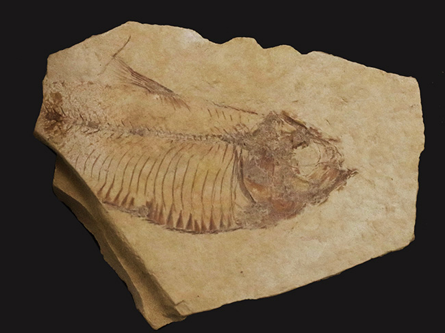 米国ワイオミング州グリーン・リバー層で採集されたニシン科の絶滅古代魚、ゴシウテクティス(Gosiutichthys parvus)の化石(その4)