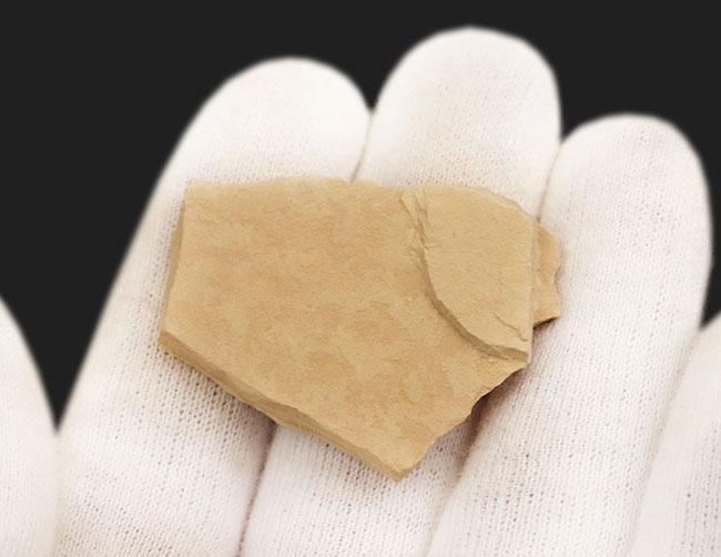 米国ワイオミング州グリーン・リバー層で採集されたニシン科の絶滅古代