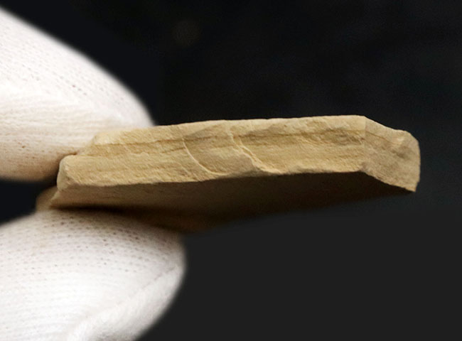 米国ワイオミング州グリーン・リバー層で採集されたニシン科の絶滅古代魚、ゴシウテクティス(Gosiutichthys parvus)の化石(その6)