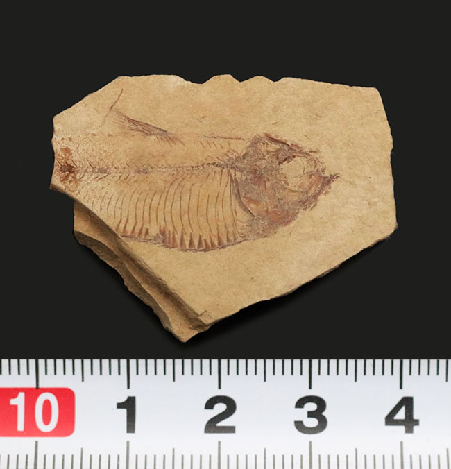 米国ワイオミング州グリーン・リバー層で採集されたニシン科の絶滅古代魚、ゴシウテクティス(Gosiutichthys parvus)の化石(その7)