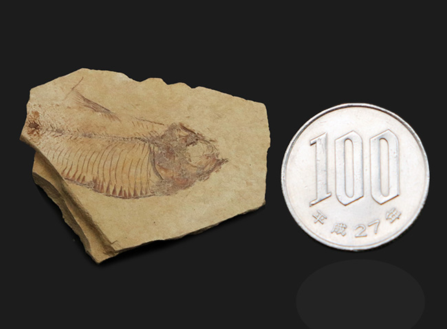 米国ワイオミング州グリーン・リバー層で採集されたニシン科の絶滅古代魚、ゴシウテクティス(Gosiutichthys parvus)の化石(その8)
