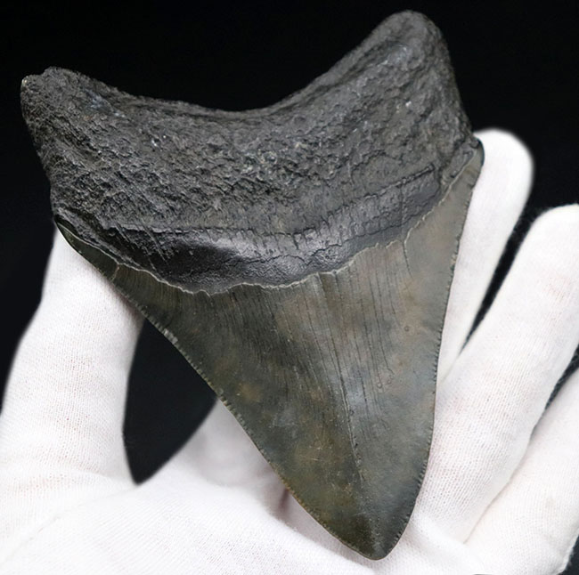 保存状態極めて良好!ノーリストア、オールナチュラルの希少なメガロドン(Carcharocles megalodon)の歯化石(その1)