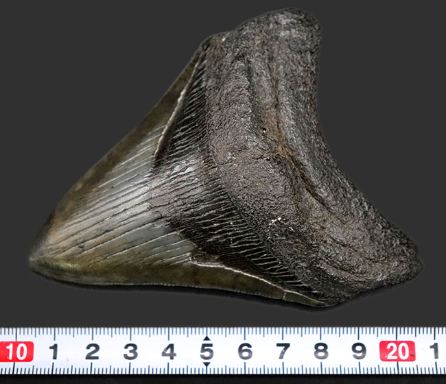 保存状態極めて良好！ノーリストア、オールナチュラルの希少なメガロドン（Carcharocles megalodon）の歯化石（その11）