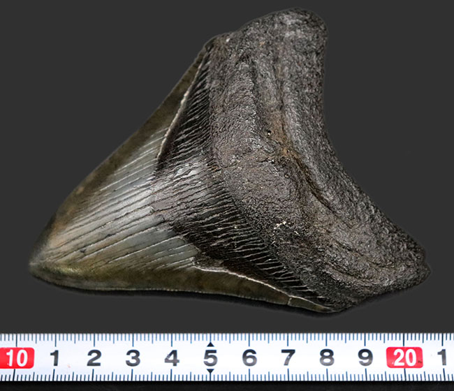 保存状態極めて良好!ノーリストア、オールナチュラルの希少なメガロドン(Carcharocles megalodon)の歯化石(その11)