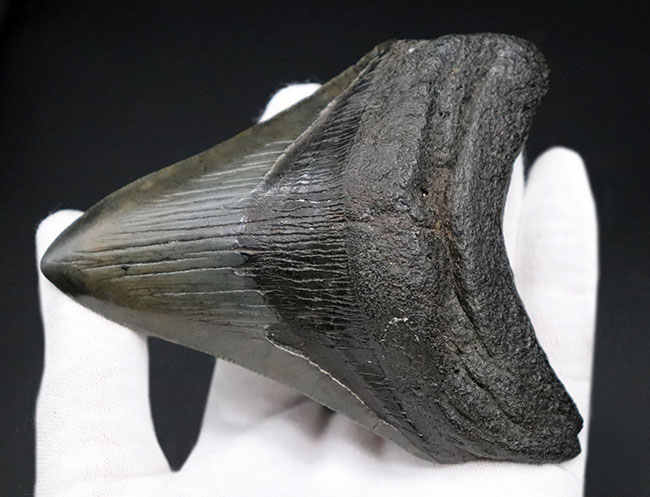 保存状態極めて良好!ノーリストア、オールナチュラルの希少なメガロドン(Carcharocles megalodon)の歯化石(その2)