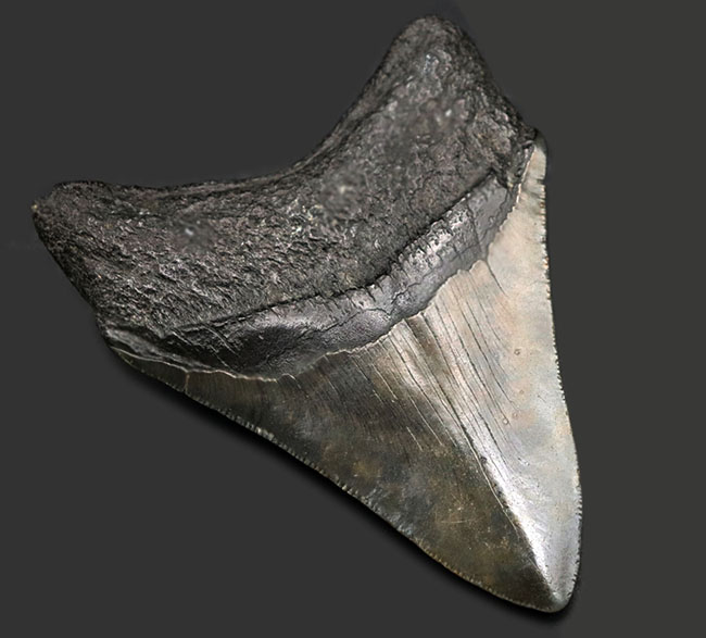 保存状態極めて良好！ノーリストア、オールナチュラルの希少なメガロドン（Carcharocles megalodon）の歯化石（その3）
