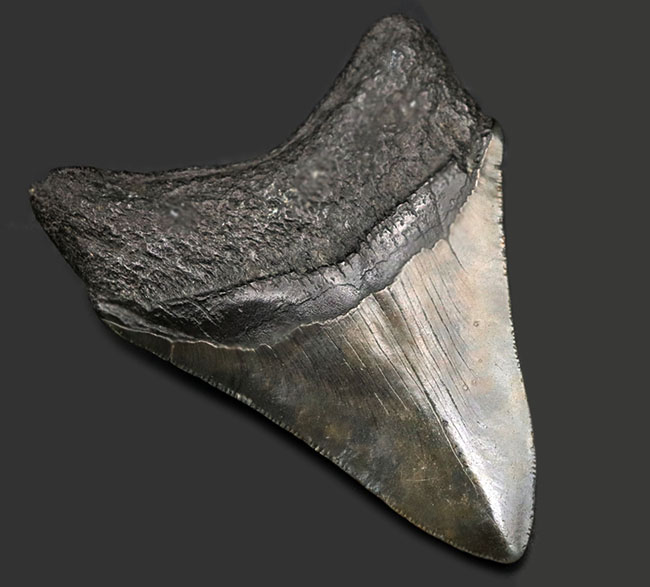 保存状態極めて良好!ノーリストア、オールナチュラルの希少なメガロドン(Carcharocles megalodon)の歯化石(その3)