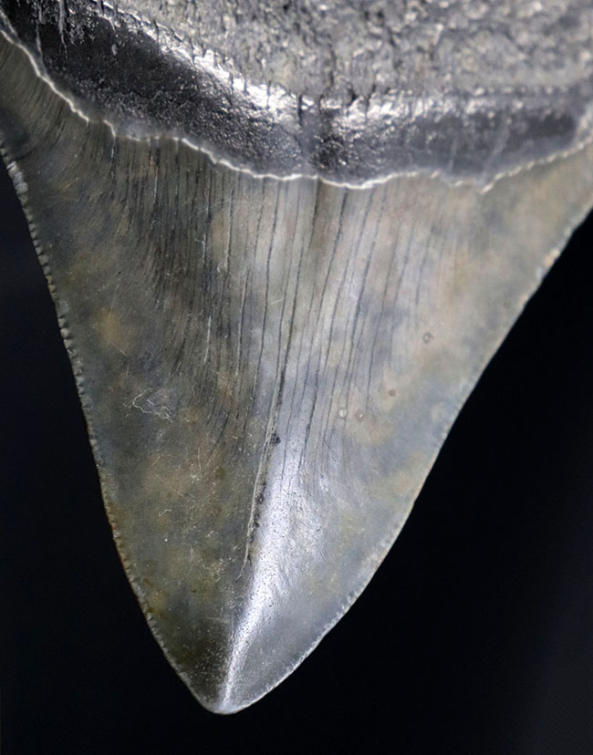 保存状態極めて良好!ノーリストア、オールナチュラルの希少なメガロドン(Carcharocles megalodon)の歯化石(その4)