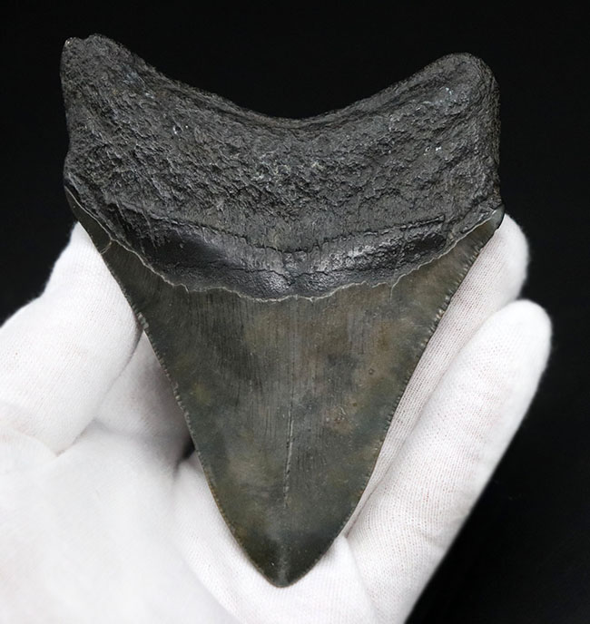 保存状態極めて良好!ノーリストア、オールナチュラルの希少なメガロドン(Carcharocles megalodon)の歯化石(その5)