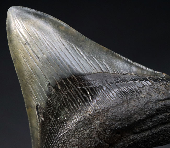 保存状態極めて良好!ノーリストア、オールナチュラルの希少なメガロドン(Carcharocles megalodon)の歯化石(その6)