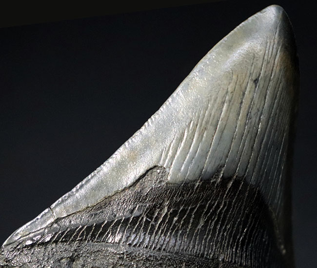 保存状態極めて良好!ノーリストア、オールナチュラルの希少なメガロドン(Carcharocles megalodon)の歯化石(その7)