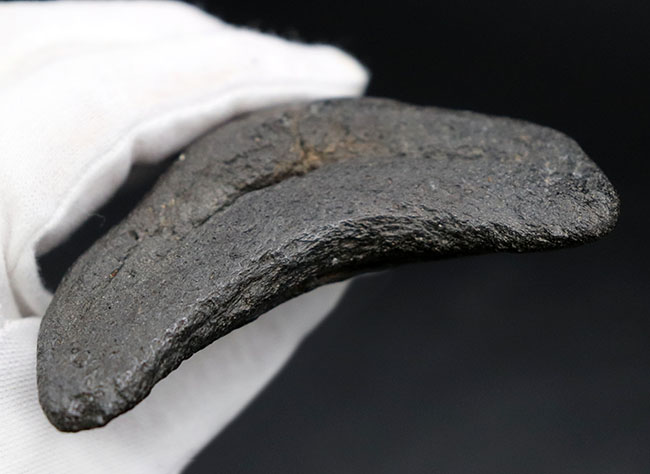 保存状態極めて良好!ノーリストア、オールナチュラルの希少なメガロドン(Carcharocles megalodon)の歯化石(その8)