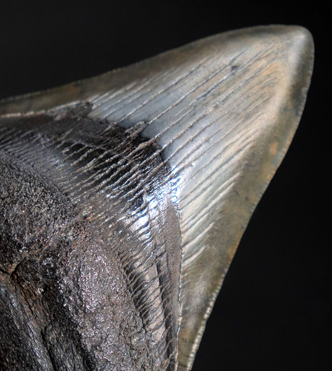 保存状態極めて良好!ノーリストア、オールナチュラルの希少なメガロドン(Carcharocles megalodon)の歯化石(その9)