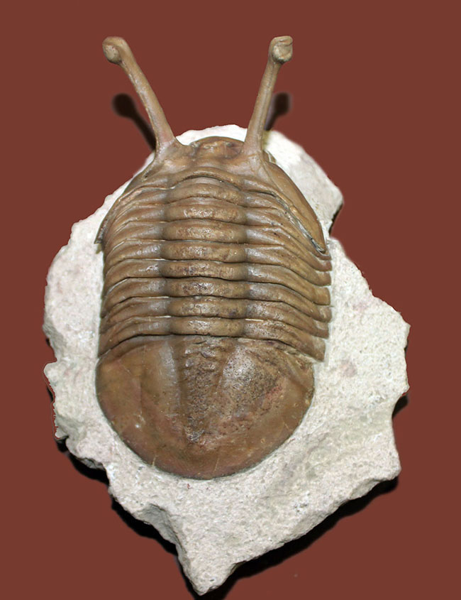 ロングアイの決定版!27ミリの長い長い眼を持つ、ロシア産三葉虫アサフス・コワレフスキー(Asaphus kowalewski)(その1)