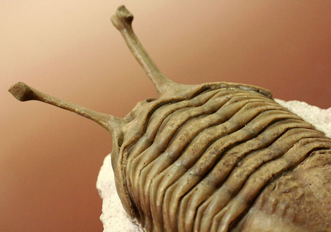 ロングアイの決定版!27ミリの長い長い眼を持つ、ロシア産三葉虫アサフス・コワレフスキー(Asaphus kowalewski)(その10)