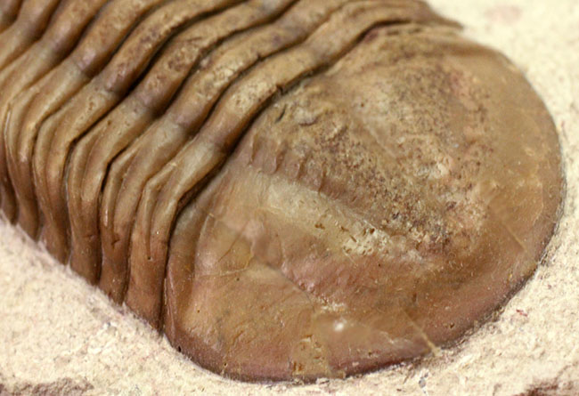 ロングアイの決定版!27ミリの長い長い眼を持つ、ロシア産三葉虫アサフス・コワレフスキー(Asaphus kowalewski)(その11)