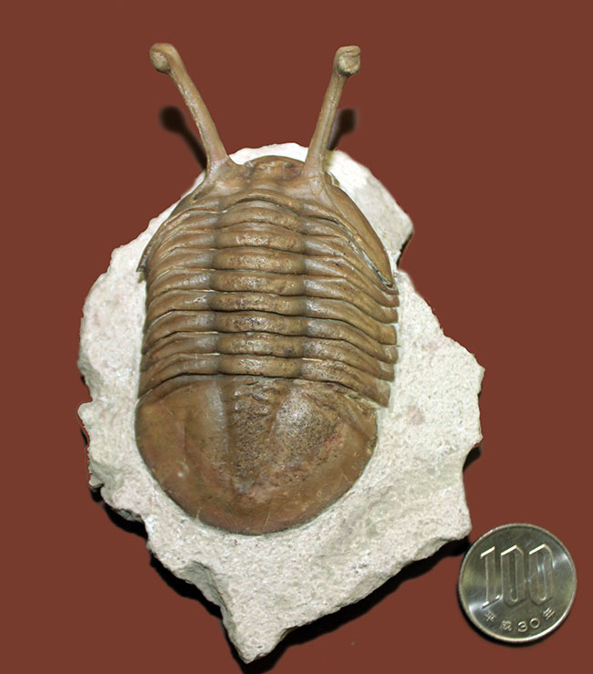 ロングアイの決定版!27ミリの長い長い眼を持つ、ロシア産三葉虫アサフス・コワレフスキー(Asaphus kowalewski)(その14)