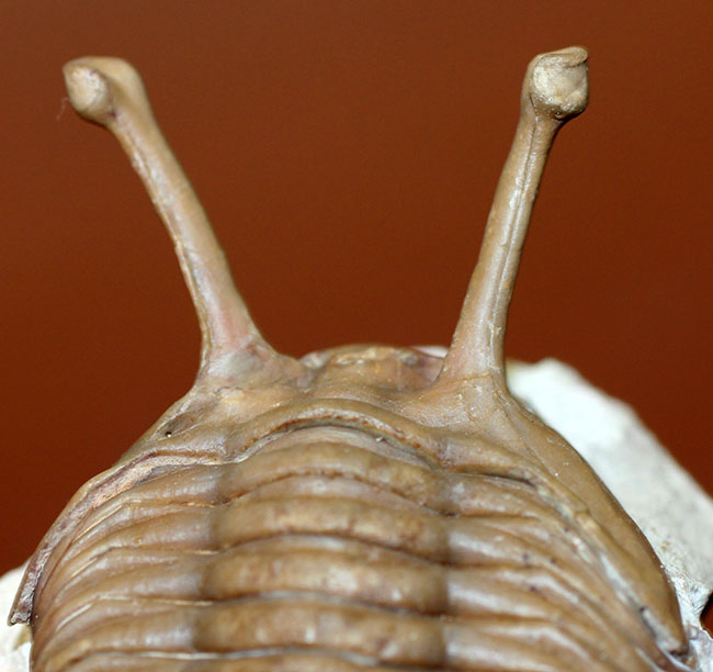 ロングアイの決定版!27ミリの長い長い眼を持つ、ロシア産三葉虫アサフス・コワレフスキー(Asaphus kowalewski)(その3)
