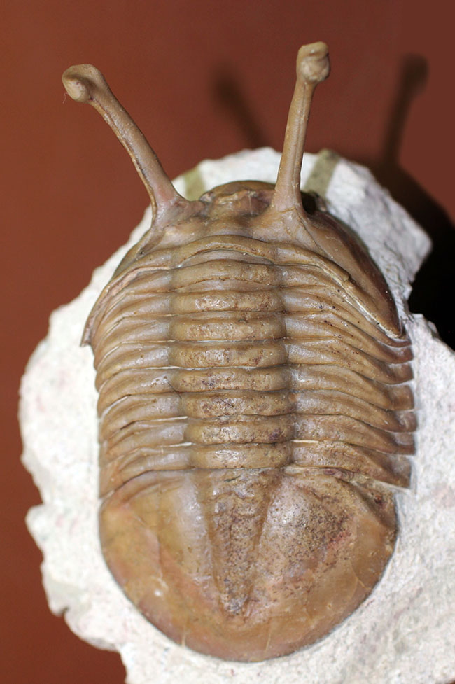 ロングアイの決定版!27ミリの長い長い眼を持つ、ロシア産三葉虫アサフス・コワレフスキー(Asaphus kowalewski)(その4)