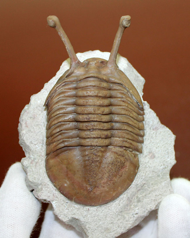 ロングアイの決定版!27ミリの長い長い眼を持つ、ロシア産三葉虫アサフス・コワレフスキー(Asaphus kowalewski)(その8)