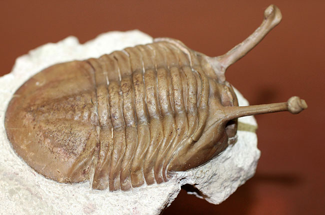 ロングアイの決定版!27ミリの長い長い眼を持つ、ロシア産三葉虫アサフス・コワレフスキー(Asaphus kowalewski)(その9)