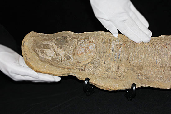 大きい!直線計測65cm超え!ブラジル産の古代魚、ヴィンクティフェル。(その10)