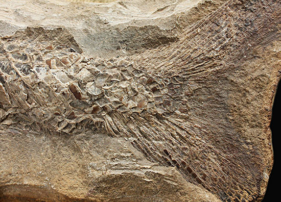 大きい!直線計測65cm超え!ブラジル産の古代魚、ヴィンクティフェル。(その16)