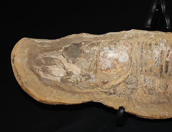 大きい!直線計測65cm超え!ブラジル産の古代魚、ヴィンクティフェル。(その2)