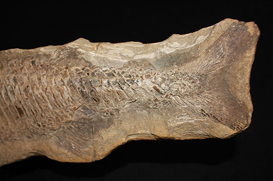 大きい!直線計測65cm超え!ブラジル産の古代魚、ヴィンクティフェル。(その6)
