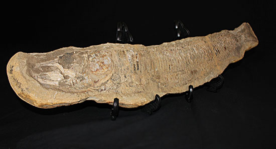 大きい!直線計測65cm超え!ブラジル産の古代魚、ヴィンクティフェル。(その9)