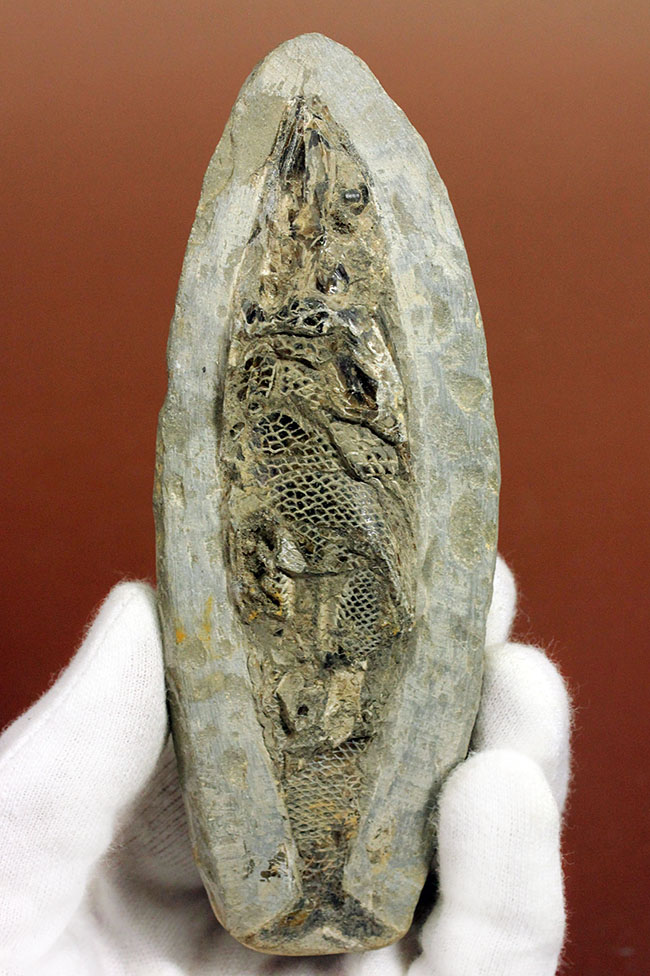 鱗の保存状態にご注目！白亜紀の絶滅古代魚ラコレピスの全身化石。（その1）