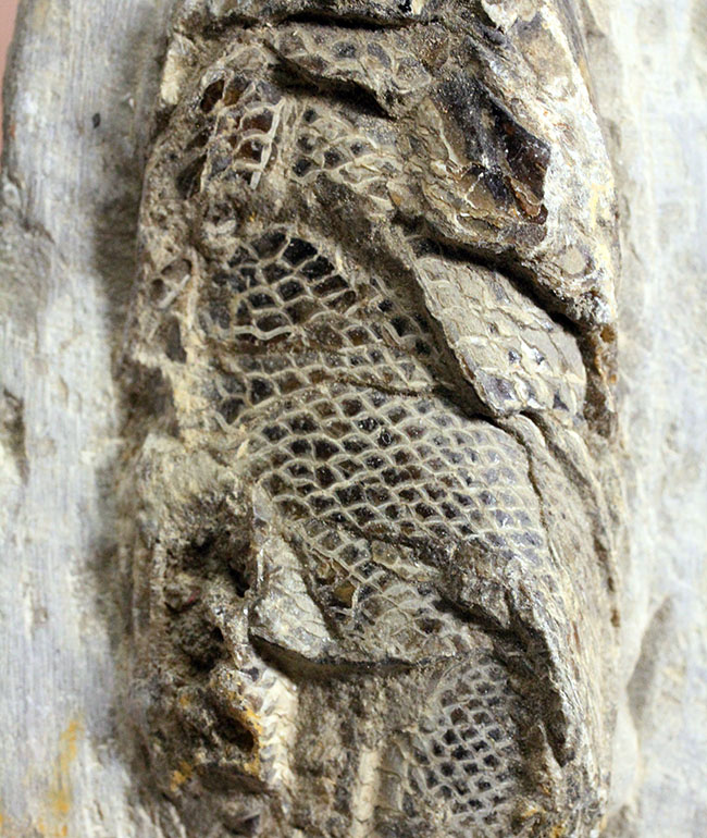 鱗の保存状態にご注目！白亜紀の絶滅古代魚ラコレピスの全身化石。（その3）